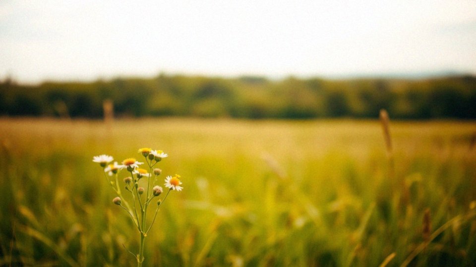 Głębia ostrości w fotografii – klucz do uzyskania niesamowitych kadrów